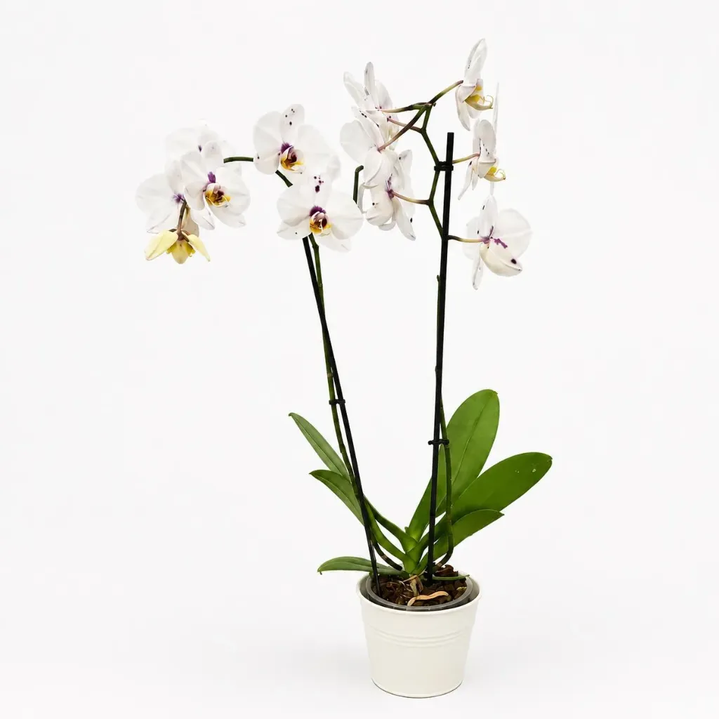 Orchidée blanche
